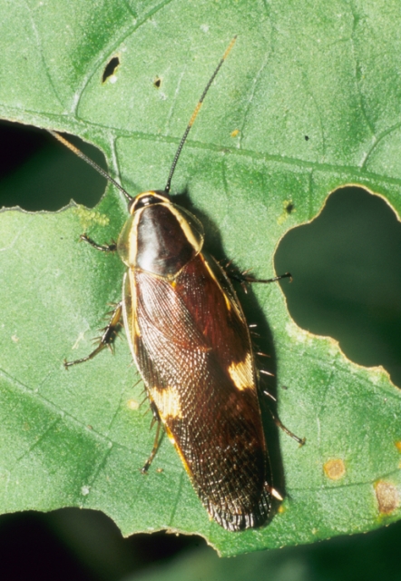 Blattellid cockroach from Madagascar. Copyright George Beccaloni.