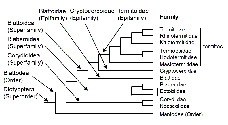 Evolutionary Relationships of Blattodea from Eggleton, Beccaloni & Inward, 2007