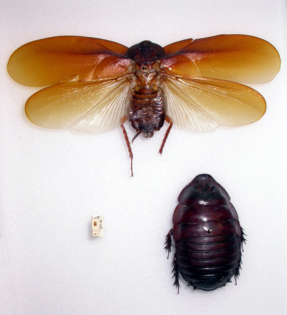 Cockroaches largest and smallest. Copyright Natural History Museum, London