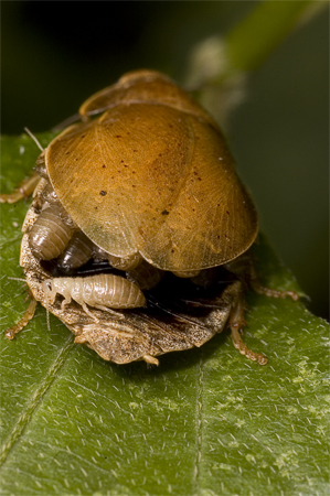 Epilamprine cockroach with young. Copyright Natasha Mhatre
